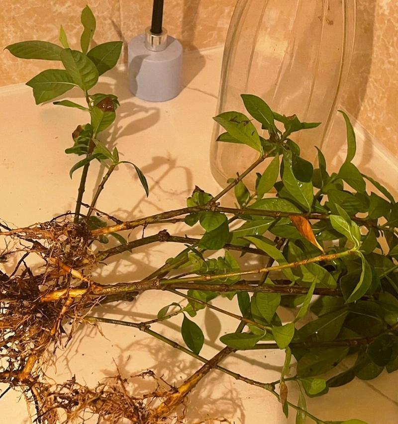 如何拯救奄奄一息的栀子花（教你从栀子花快死到复苏的秘诀，走进花卉护理的世界）
