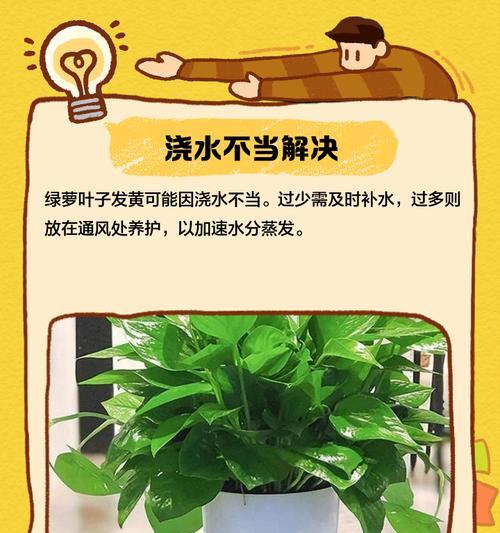 绿萝黄叶怎么办？黄叶处理和预防方法大全（绿萝黄叶原因分析和护理技巧，让你的绿萝健康生长）