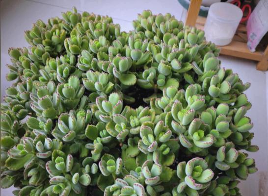 秋天如何养护熊童子（保持营养平衡，做好环境防护，让熊童子安心过秋天）