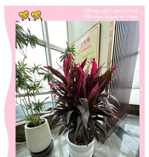 朱蕉养在水里的神奇之处（水中滋养下的朱蕉生态奇观）