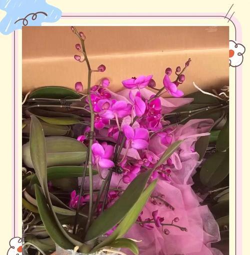 蝴蝶兰几度入室（引领养花风潮）