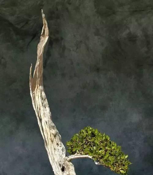 如何保护盆景上的舍利干（舍利干保护方法及技巧）