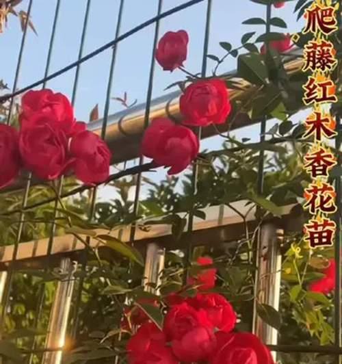 红木香是否耐寒？（四季红木香在哪些低温环境下能生存？）