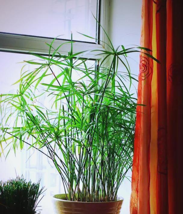 如何正确保养水竹？