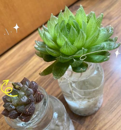 仙人掌多肉烂根的救治方法（掌握正确护理技巧，挽救烂根的多肉植物）