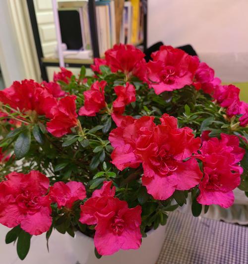 全面指南（从菊花到玫瑰，掌握专业技巧）