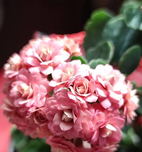 长寿花的栽培技巧（打造美丽庭院的秘诀，长寿花栽培全解析）