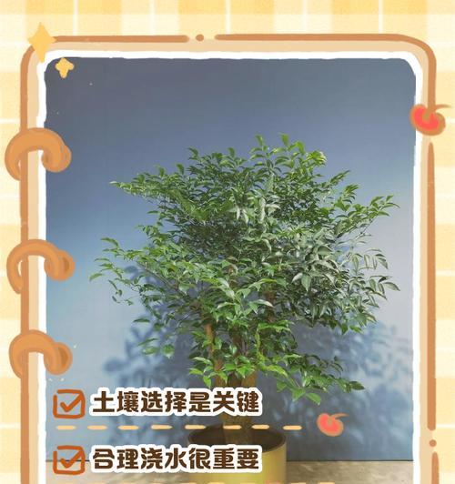 幸福树绿叶如何养护？（掌握关键技巧，让幸福树叶子更绿！）