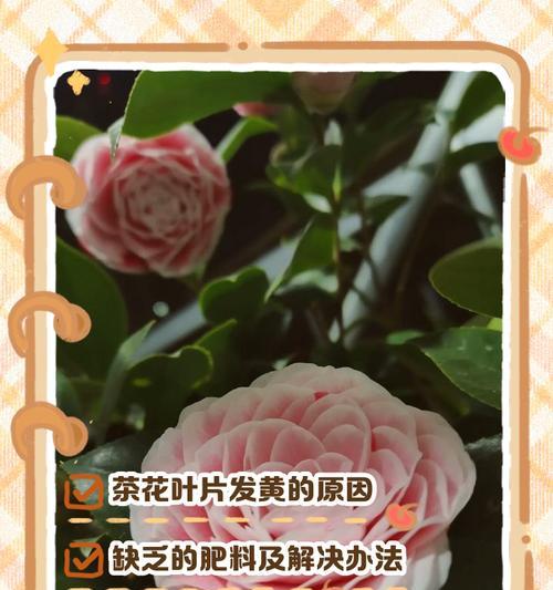 茶花叶黄的原因及处理方法（怎样保护茶花叶黄不再发生？）
