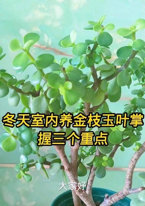 以金植玉叶怎么养？（打造养护绿手变大师）