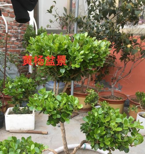黄杨盆景的养护方法(打造美轮美奂的盆景)