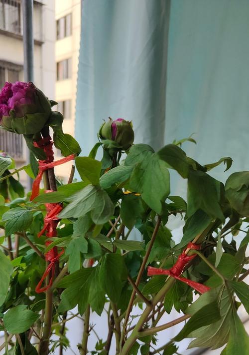 牡丹养护误区揭秘——浇水致死后的应对方法（教你一招，如何挽救浇水不当牡丹的生命）