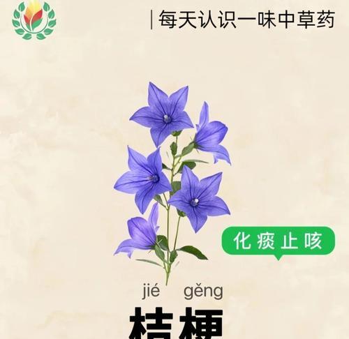 如何种植栽培健康的桔梗（掌握种植时间和方法，打造美丽花园）