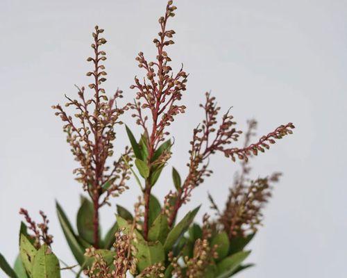 以山里红的花怎么养？（掌握关键步骤，打造盛开芬芳的花园）