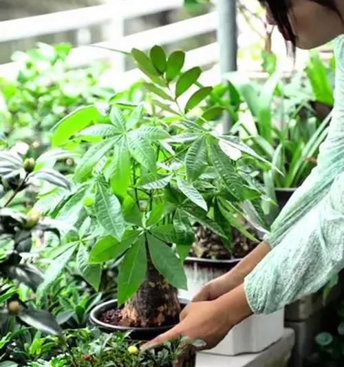 如何让发财树发叶不长树（让发财树健康成长的小技巧）