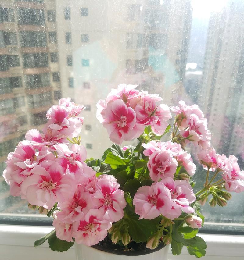 粉色花朵的养护指南（打造绚丽花海，粉色之美尽显）