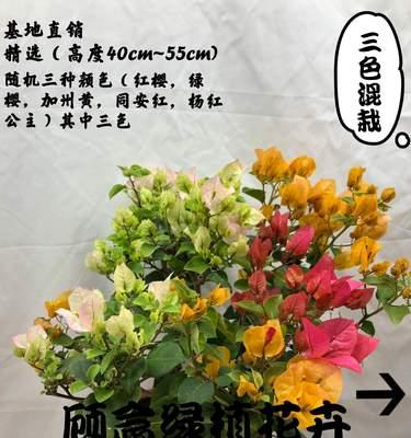 盛放如火的三角梅之美（春夏交替，三角梅绽放鲜艳，景色美不胜收）