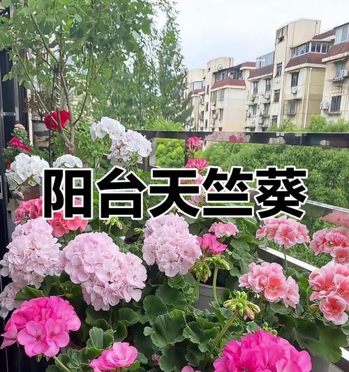 阳台花园的打造与种植（以阳台上面怎么种植花为主题的种植技巧指南）