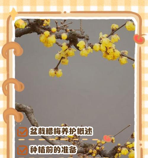 冬季腊梅花养护指南（如何正确照料腊梅花，让其绽放美丽）