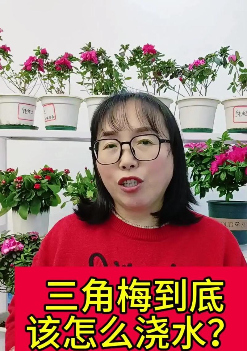三叶梅养殖的水分管理技巧（科学浇水，打造美丽三叶梅）
