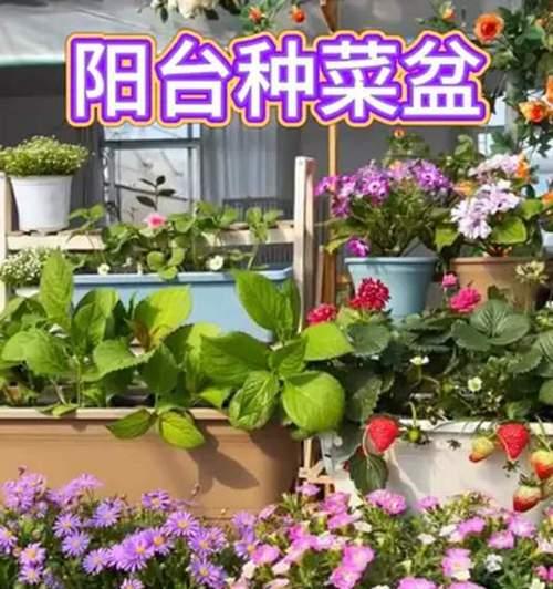 阳台花园（在有限空间中创造多彩花海）