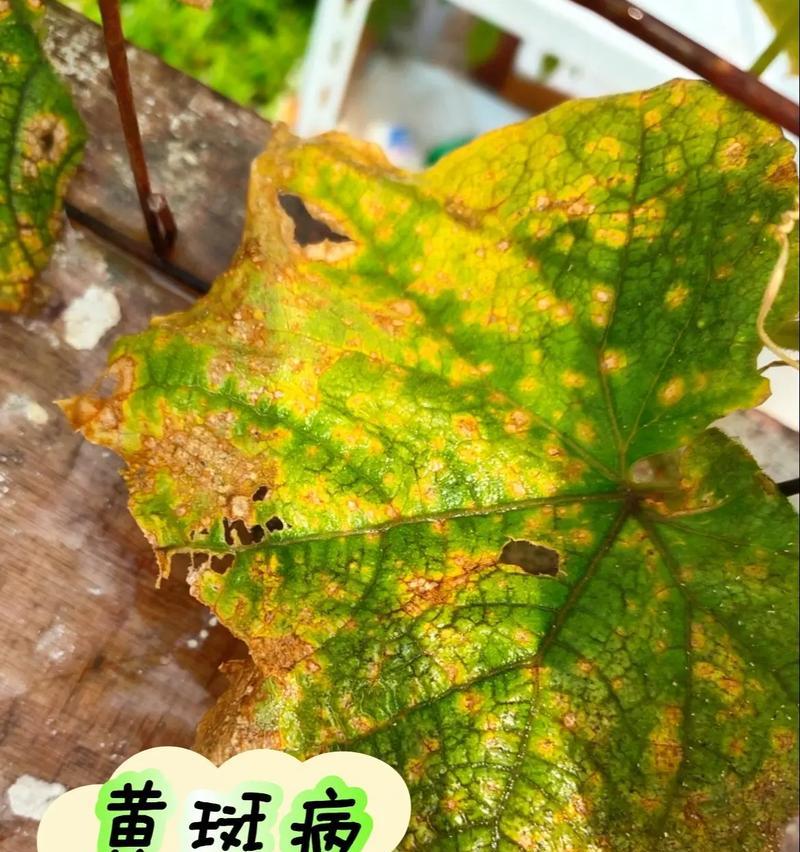 黄瓜黄叶了怎么办？（解决黄瓜叶片黄化问题的有效方法）