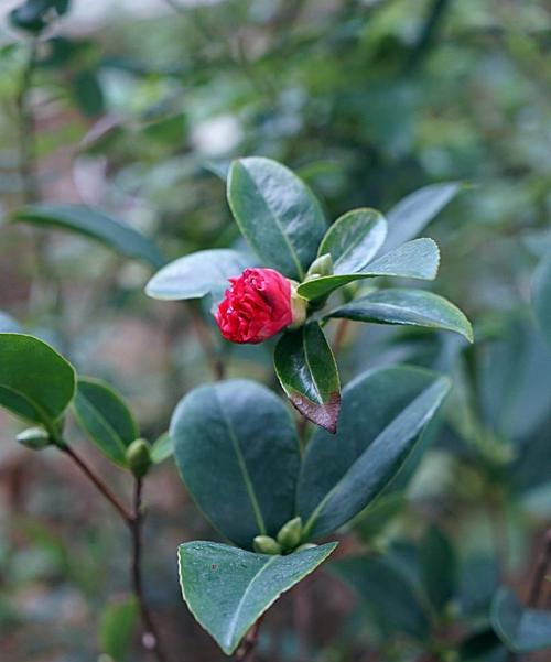 冬季茶花管理之要点（保养茶花，迎接冬日的花香）