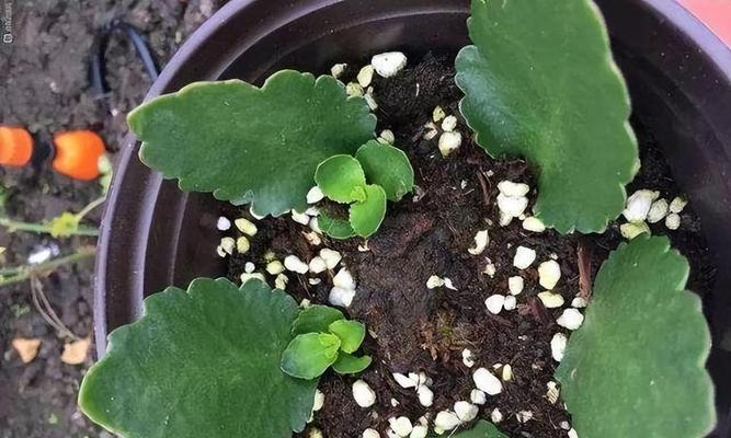 花朵耷拉了怎么办？恢复花朵活力的方法与技巧（拯救萎靡的花朵，让它重新焕发生机！）