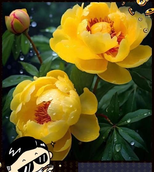 解析芍药花的象征意义（深度探究芍药花的文化内涵）