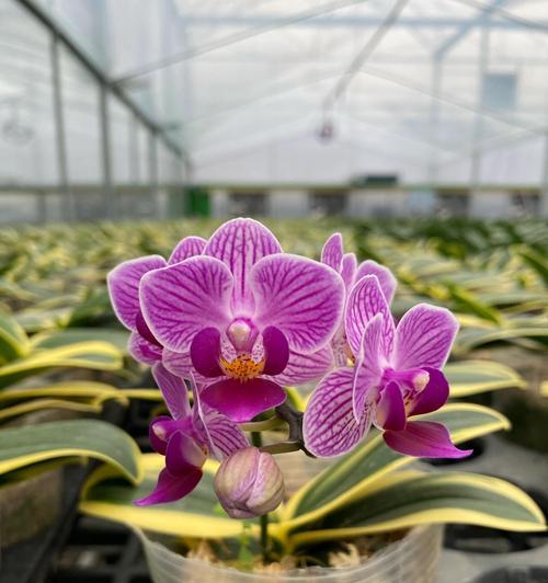 如何判断蝴蝶兰即将开花（观察蝴蝶兰植株、花茎和芽的变化）