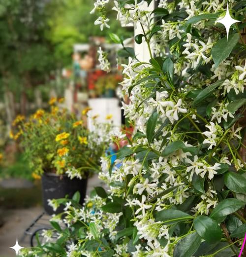 风车茉莉花叶子发黑干尖，该如何处理？（叶子发黑干尖的原因及解决方法，助您打造健康的风车茉莉花园）