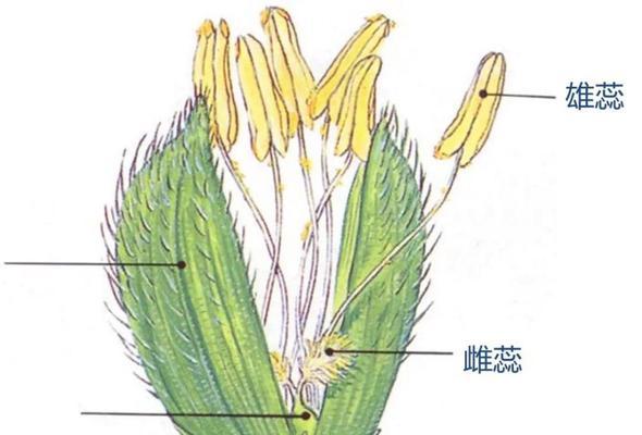 水稻花的性别结构及特点（探究水稻花的性别分化和生殖方式）