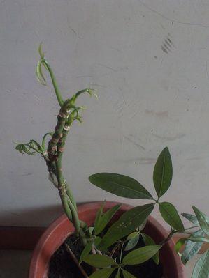 冬季为何会导致绿钻叶子都蔫了（寒冷天气对植物生长的影响及应对措施）