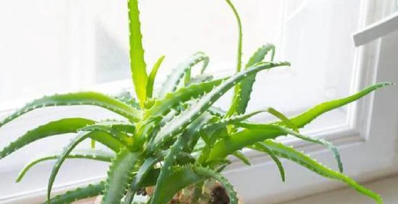 芦荟叶发黄的原因及护理方法