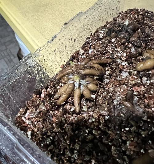 如何正确养护刚发芽的花毛茛（刚发芽的花毛茛养护技巧一网打尽）