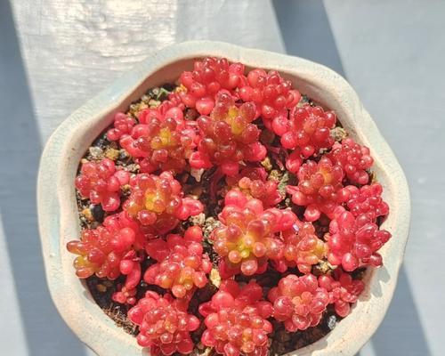 多肉红色浆果的养护技巧（打造鲜艳夺目的多肉花园，掌握这些关键要点！）