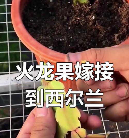 蟹爪兰嫁接技巧与注意事项（如何成功将蟹爪兰进行嫁接，提高植株品质与观赏价值）