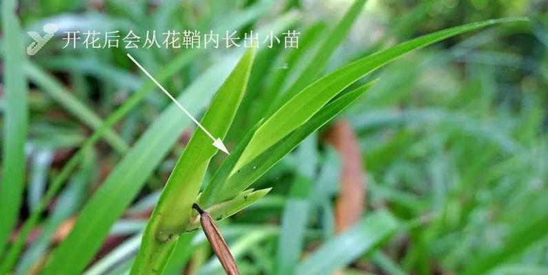 探秘以巴西鸢尾花的繁殖之道（揭秘巴西鸢尾花繁殖技巧，轻松栽培美丽花园）