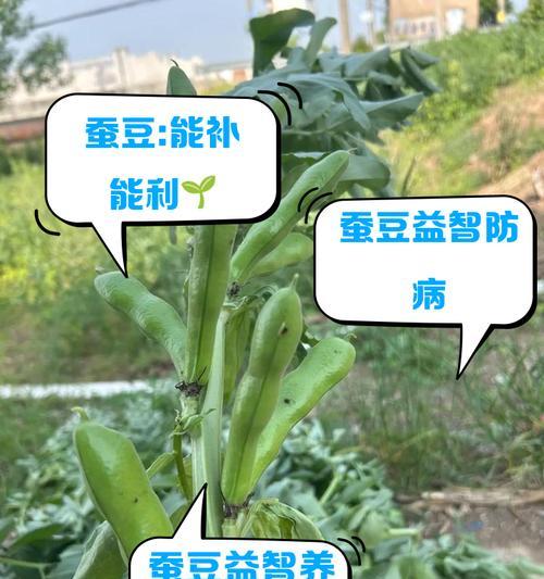 蚕豆究竟是不是碳水化合物?(揭开蚕豆的营养秘密,探寻其适宜人群与饮食方法。)
