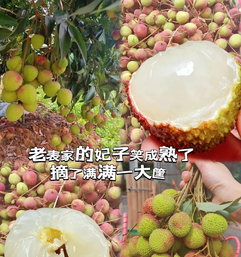 荔枝成熟采摘上市时间（探究荔枝成熟期和产地差异）