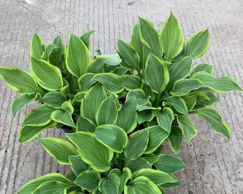 玉簪的种植技巧与注意事项（打造美丽盛开的玉簪花园，让您享受花海盛宴）