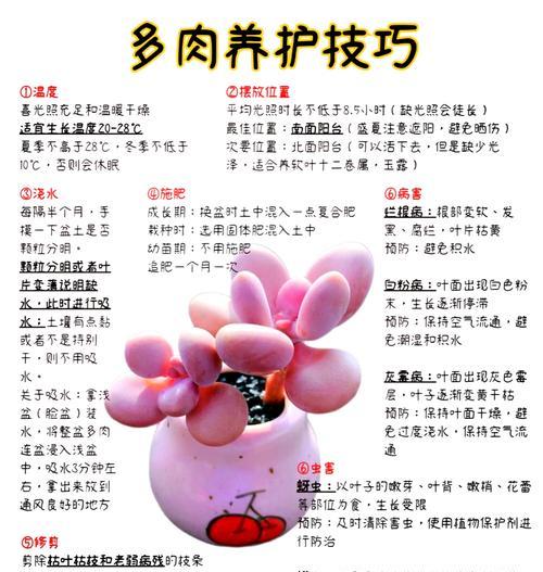 手把手教你自己制作多肉肥料（以家庭废弃物为主要原料，轻松DIY高效肥料）