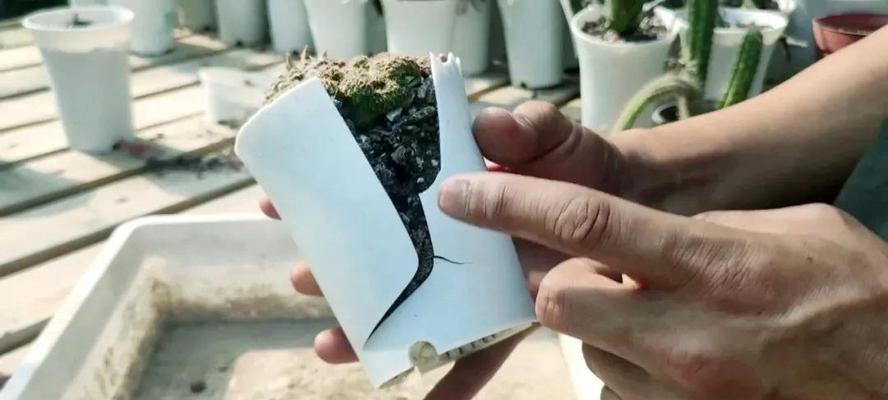 金虎仙人球换土的时间和方法（打造健康的金虎仙人球）
