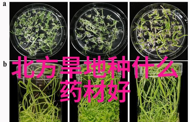 水仙花的生长与养护技巧（掌握关键要点，打造健康水仙花园）