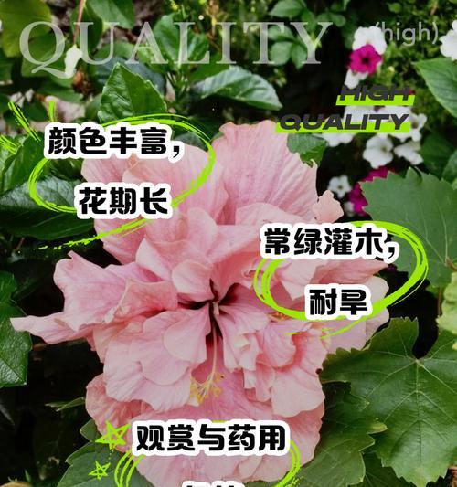 扶桑花期养护指南（掌握这些方法，让你的扶桑花盛开得更加美丽）