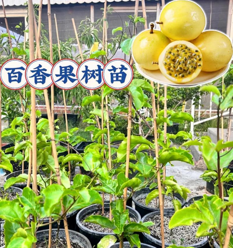 在家种植百里香的乐趣与技巧（探寻家庭种植百里香的方法与经验）