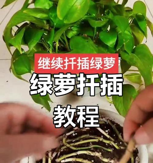 绿萝冬季扦插养护大全（绿萝扦插方法、注意事项和养护技巧详解）