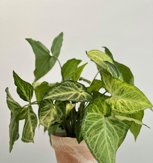 花草橡皮树种植全攻略（从选址到养护，一步步教你打造花草橡皮树园）