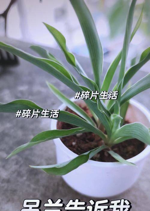 吊兰上下之谜（探秘吊兰的生长习性与正确的护理方法）