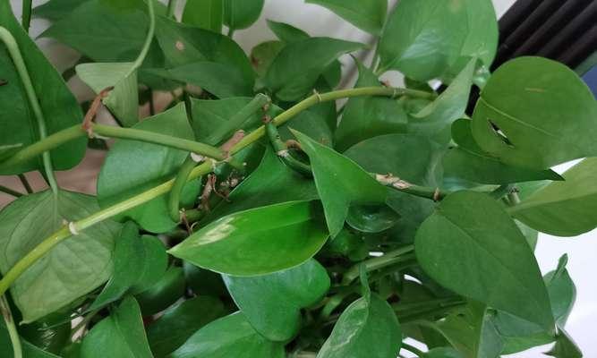 土培绿萝根烂怎么办？（绿萝根烂的原因及救治方法）